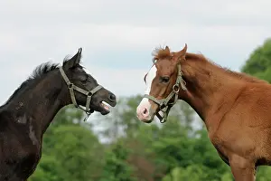 Sorrel: Arabian thoroughbred, foal