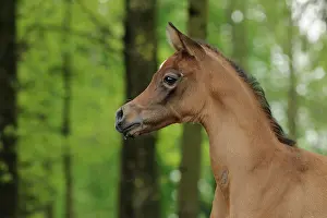 Warmblood: Arabian thoroughbred, foal, bay