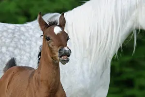 Sorrel: Arabian thoroughbred, foal flehmt beside mother