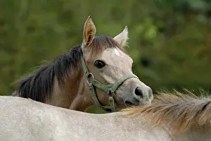 Nibble: Arabian thoroughbred, foal nibbles the neck of another