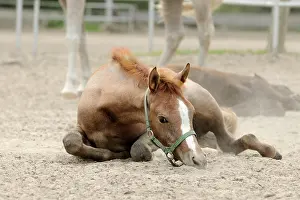 Rests: Arabian thoroughbred, foal rests in the sand