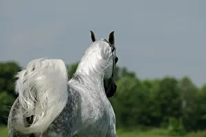 Warmblood: Arabian thoroughbred, galloping grey mare