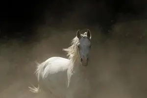 Warmblood: Arabian thoroughbred, galloping grey mare in dust