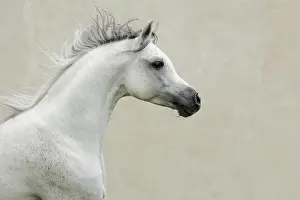 Warmblood: Arabian thoroughbred, galloping grey stallion