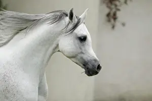Warmblood: Arabian thoroughbred, galloping grey stallion
