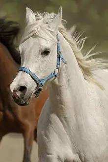 Dusty: Arabian thoroughbred, galloping mare in dust, portrait