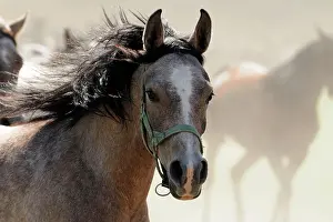 Dusty: Arabian thoroughbred, galloping young mare in dust