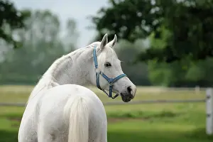 Warmblood: Arabian thoroughbred, grey mare