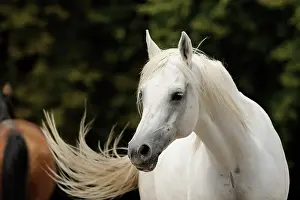Warmblood: Arabian thoroughbred, grey mare