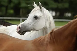 Warmblood: Arabian thoroughbred, grey mare