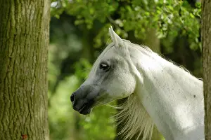 Warmblood: Arabian thoroughbred, grey mare