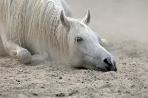 Nurse: Arabian thoroughbred, grey mare takes sandbath