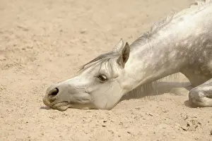 Nurse: Arabian thoroughbred, grey mare takes sandbath