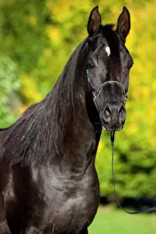 Halter: Arabian Thoroughbred Horse wearing a show halter
