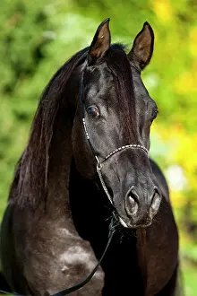 Halter: Arabian Thoroughbred Horse wearing a show halter