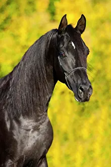 Halter: Arabian Thoroughbred Horse wearing a show halter
