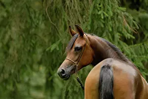 Warmblood: Arabian thoroughbred, mare with show halter