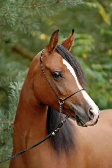 Warmblood: Arabian thoroughbred, mare with show halter