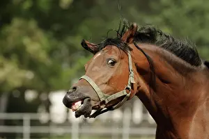 Facial: Arabian thoroughbred, mare shakes her head