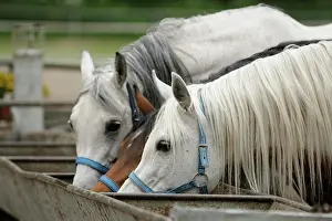 Mares: Arabian thoroughbred, three mares drink water from