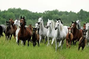 Foals: Arabian thoroughbred, mares and foals gallop across
