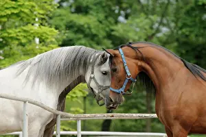 Sense: Arabian thoroughbred, three mares sniff each other