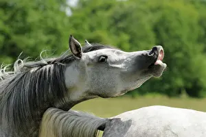 Warmblood: Arabian thoroughbred, pleasing grey mare