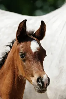 Colt: Arabian thoroughbred, portrait of a brown colt