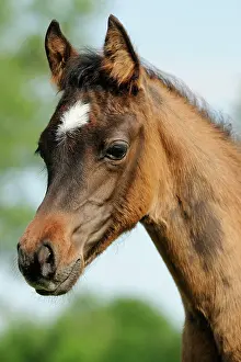 Filly: Arabian thoroughbred, portrait of a brown filly
