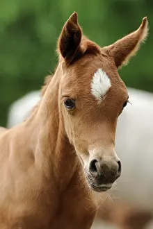 Filly: Arabian thoroughbred, portrait of a chestnut foal