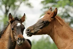 Foals: Arabian thoroughbred, portrait of two foals