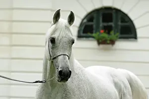 Warmblood: Arabian thoroughbred, stallion, grey with show halter