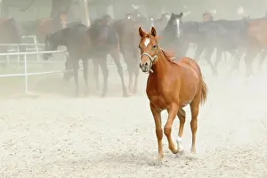 Sorrel: Arabian thoroughbred, young chestnut mare trots