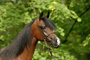 Halter: Arabian thoroughbred, young stallion with show halter