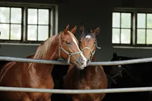 Sorrel: Arabian thoroughbred, two young stallions look out