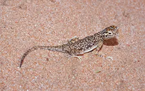 Phrynocephalus: Arabian Toad-headed Agama
