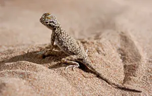 Phrynocephalus: Arabian Toad-headed Agama