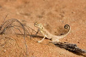 Agamas: Arabian Toad Headed Agama - tail display