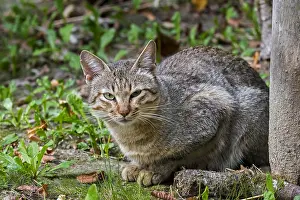 Oman: Arabian wildcat, Gordon's wildcat (Felis lybica