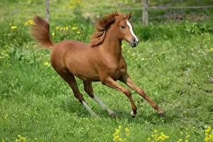 Gallop: Arabian yearling mare galloping in meadow