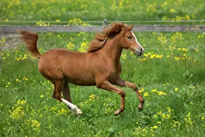 Cantering: Arabian yearling mare galloping in meadow