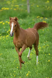 Gallop: Arabian yearling mare trotting in meadow
