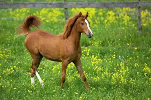 Gallop: Arabian yearling mare trotting in meadow