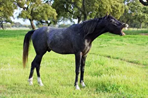 Neighing: Arabic Horse - stallion curling lips