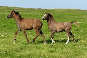 Arabs: Arabic Horses - trotting on meadow