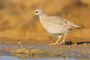 District: Arabisches Wustenhuhn, Sand Partridge
