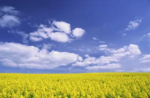 Beneath: Arable farming - field of yellow oil-seed rape