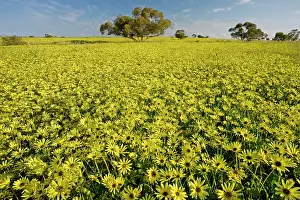 Dominated: Arable field dominated by a non-native yellow daisy