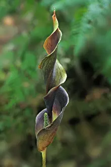 Araceae: Araceae Flowering Plant
