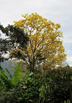 Tabebuia: Araguaney - national tree of Venezuela